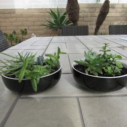Pair Of Black/White Rim Garden Pots With Succulents