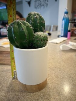 Decoration Plant Cactus