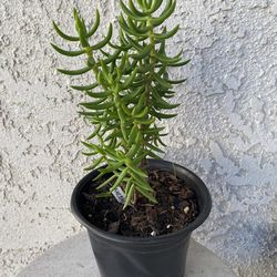 6 Inch Pot Succulent Plant - Crassula Tetragona - Karkai - Rooted & Established Plant - Drought Resistant - 🪴