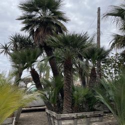 Mediterranean Fan Palms, Chino