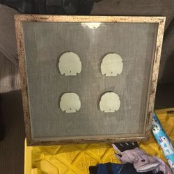 Framed Sandollars