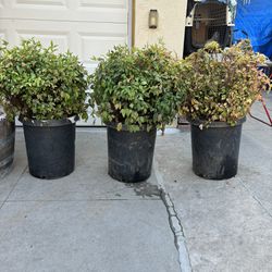 3 Nice Bushing Plants 
