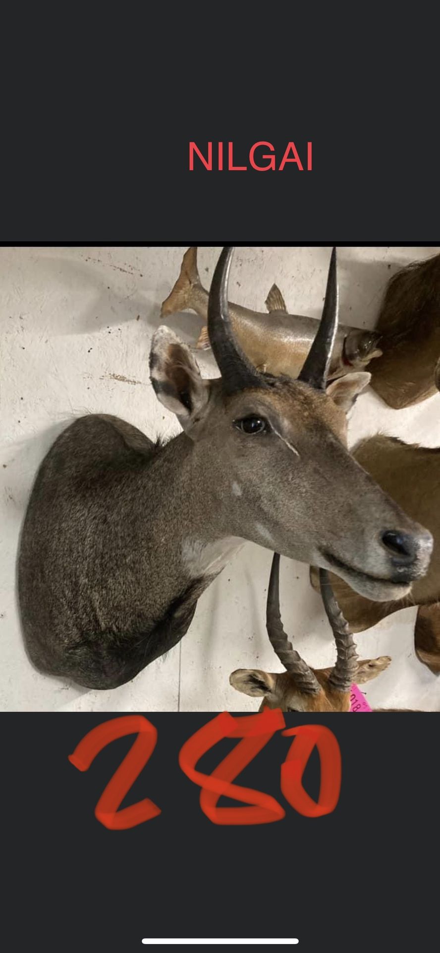 Nilgai Shoulder Mount