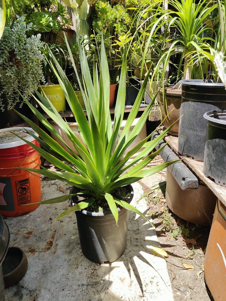 Dracaena Draco Dragon Tree