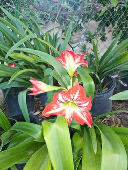 Amaryllis Plants