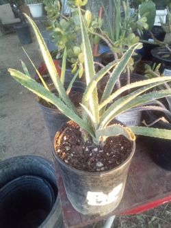 Stunning Variegated Century Plant Agave!
¡Impresionante Agave Americano Variegado
