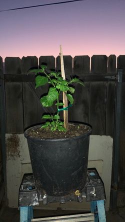 Chile habanero amarillo   Habanero plant