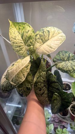 Alocasia dragon scale mint CORMS and bulbils