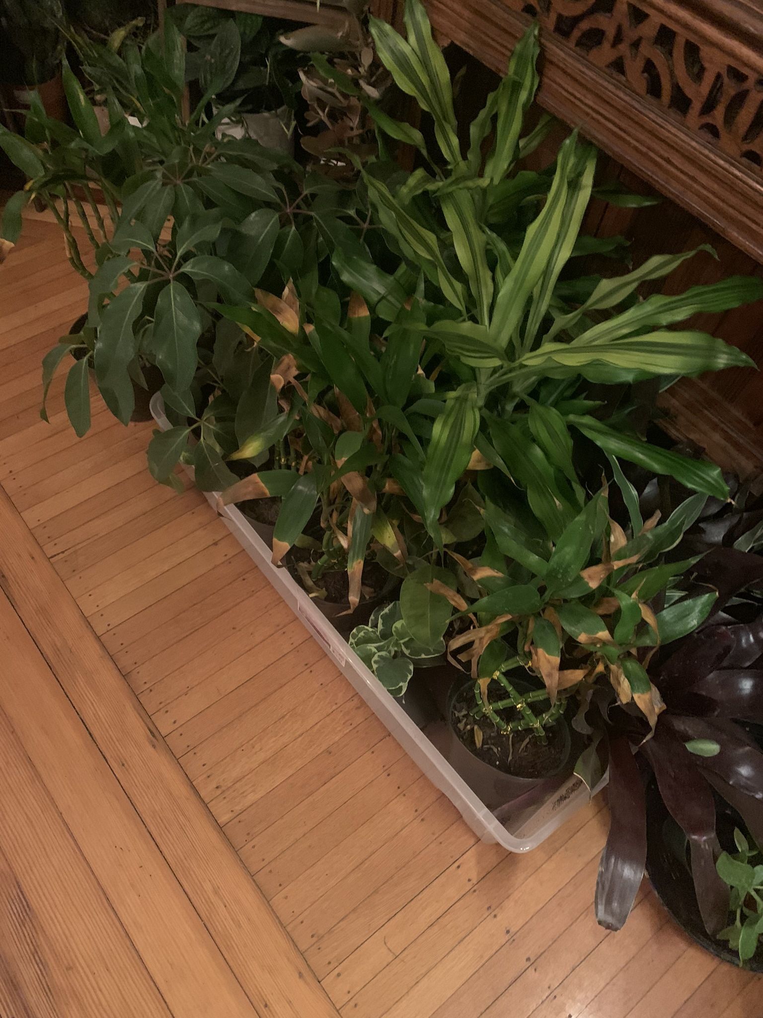 Plants!! Prices Vary!