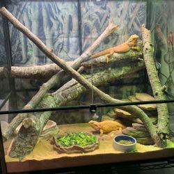 Reptile Set Up