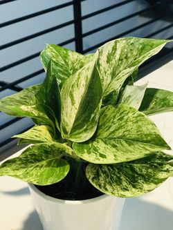 Marble Queen Pothos