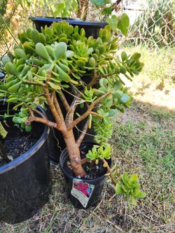 Jade Plants