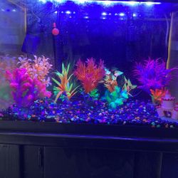 Small Fish Tank 