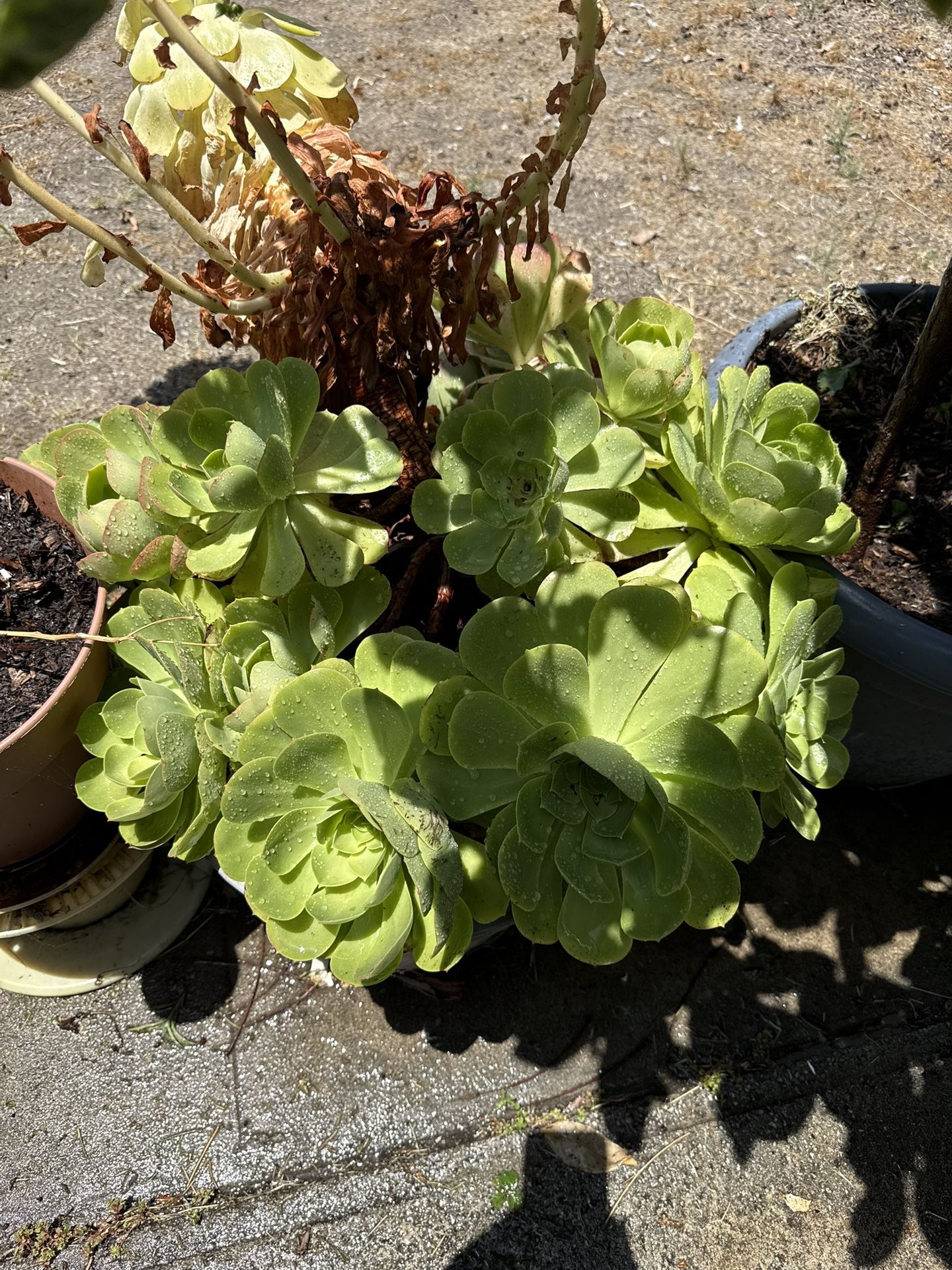Stonecrop Succulents Plants