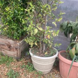 Guava tree