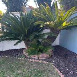 Cycas Palm Tree