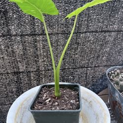 Alocasia Elephant Ear