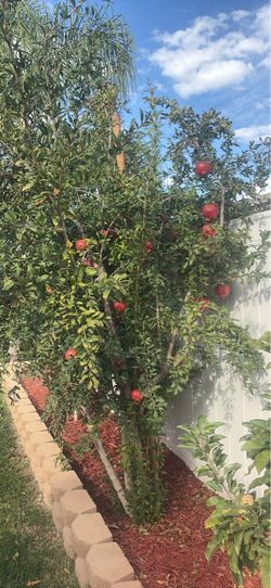 Pomegranate