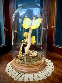 Butterfly display in vintage cloche dome