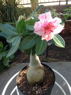Desert Rose $30 in 6 inch pot