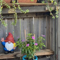 Pink Vinca Polka Dot Plant