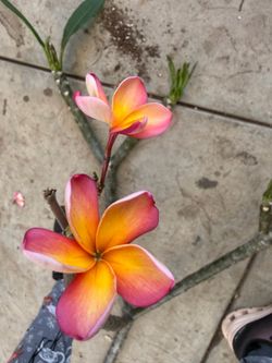 Cutting plumeria