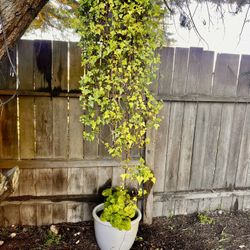 Outdoor Plants
