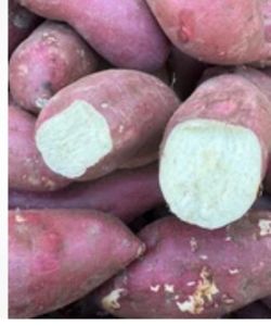 Japanese Sweet Potato Starters
