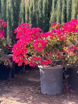 Bougainville 15 gal