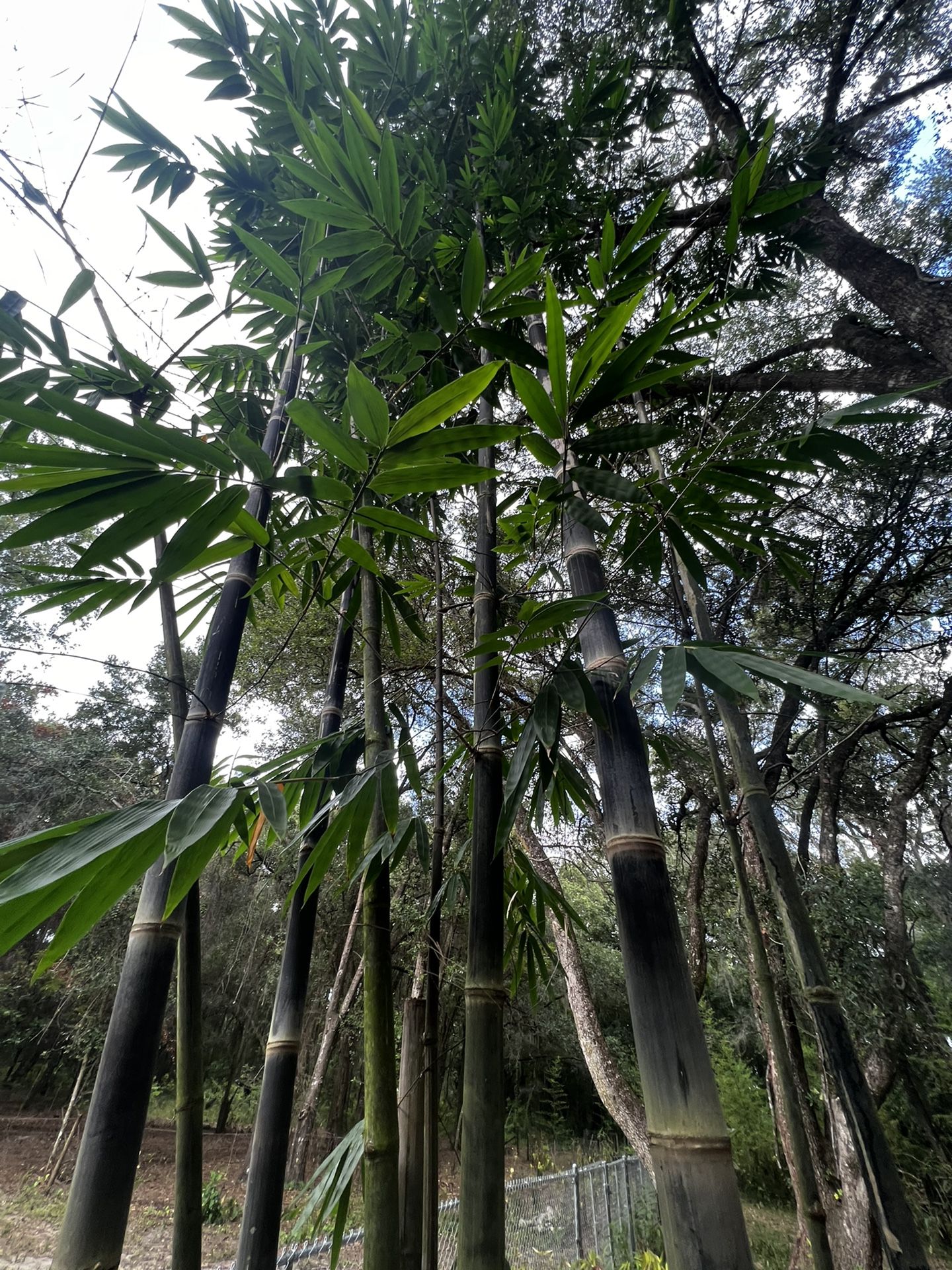 Tropical Black Asper Timber 7gal Bamboo Plant