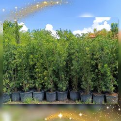 Podocarpus privacy hedge plants 7gl overgrown 6ft $26