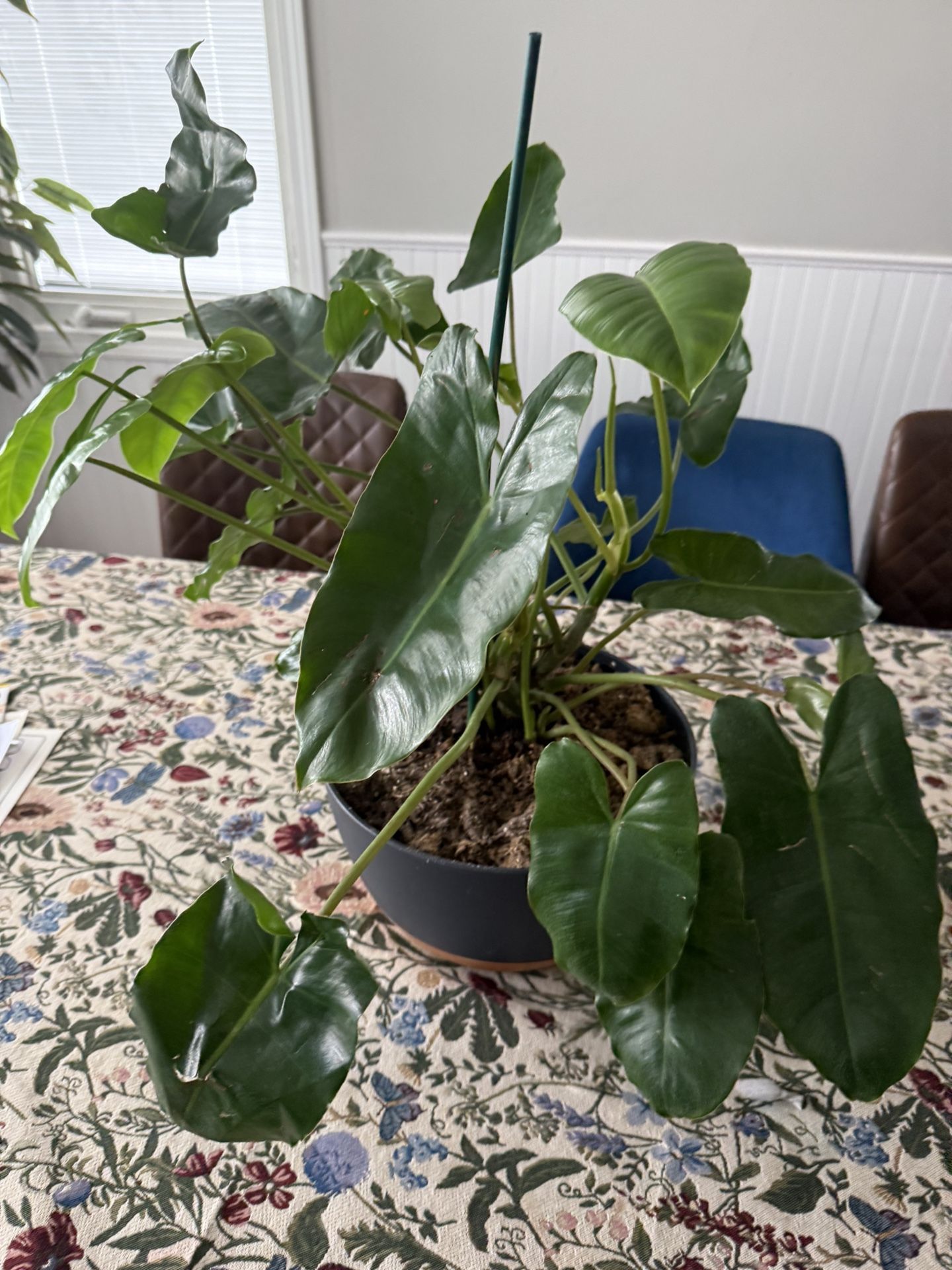 Plant Philodendron Burle Marx, in 10 Modern Pot