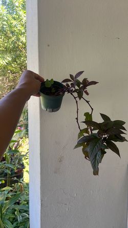 Calico plant live