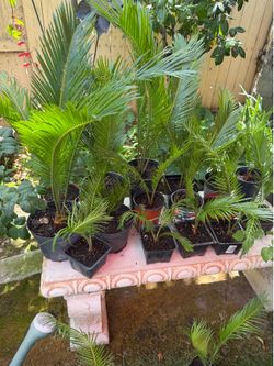 Sego palm pups