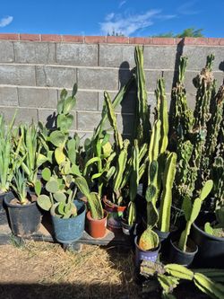 Variety Large Potted Cactus, $10 - $20