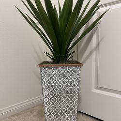 Decorative Plant 
