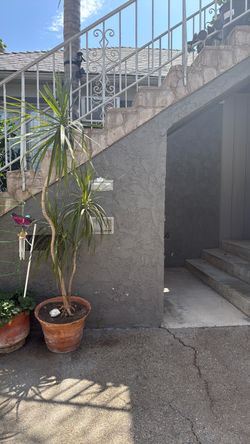 Plant