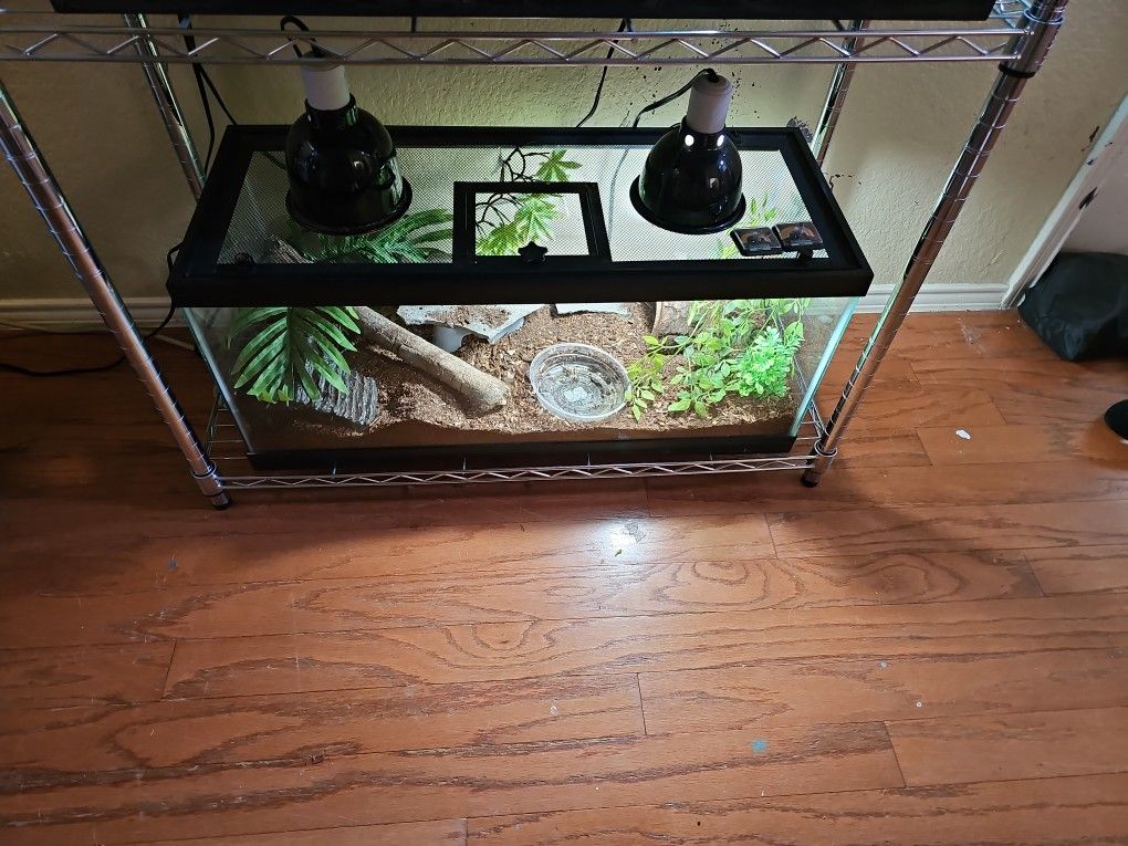 Leopard gecko terrarium set up +2