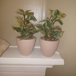 Silk Plants 8 To 9 Inch Tall In Pots