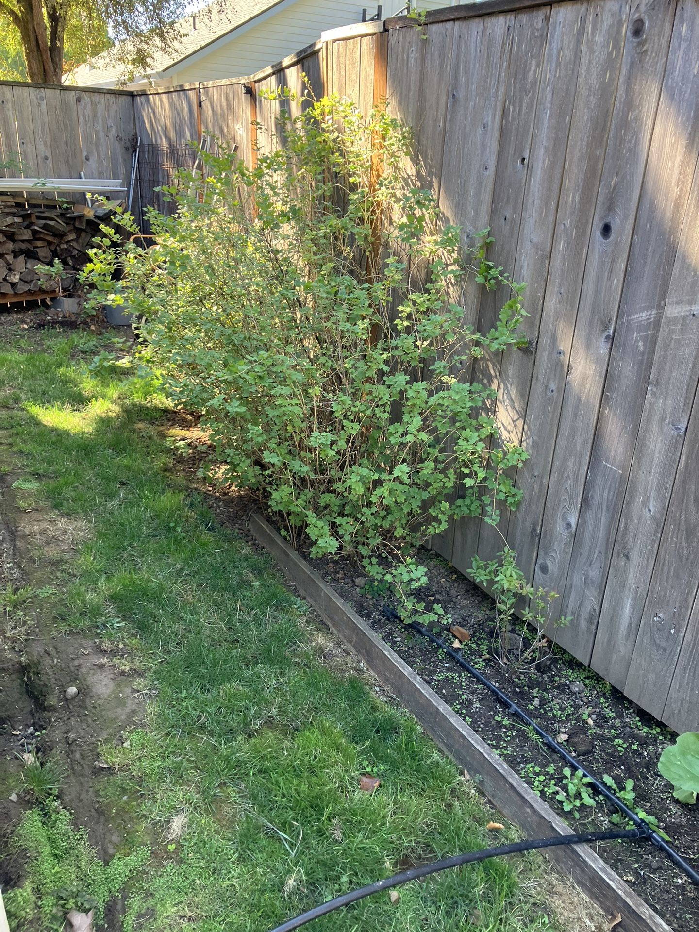 Gooseberry Bushes