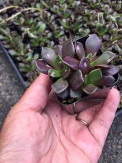 Succulents 2”