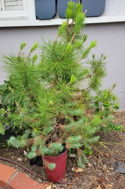 Pine   Tree