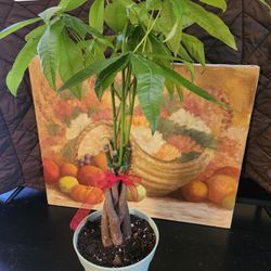 Plants 6"
