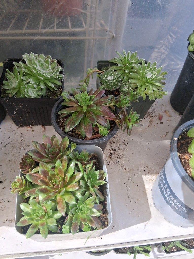 Chick N Hen Succulents