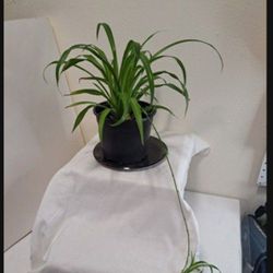 Healthy Spider Plant  In 6" Pot