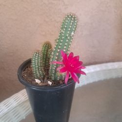 Cactus 🌵 