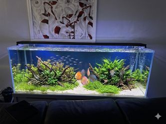 Fish Tank 60” 18” 24”