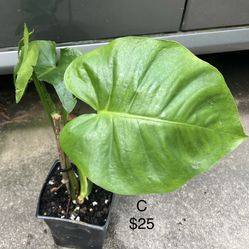 Monstera Deliciosa Plant 