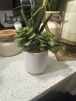 Small Succulent Plant 