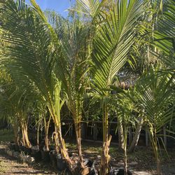 Coconut Palms 